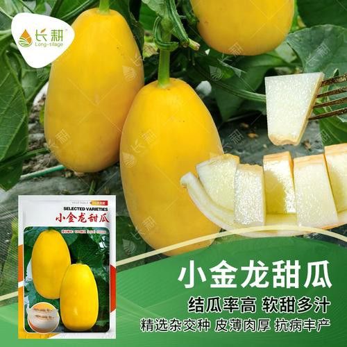 純種金龍魚和雜交金龍魚 純種金龍魚和雜交金龍魚 龍魚百科 第10張