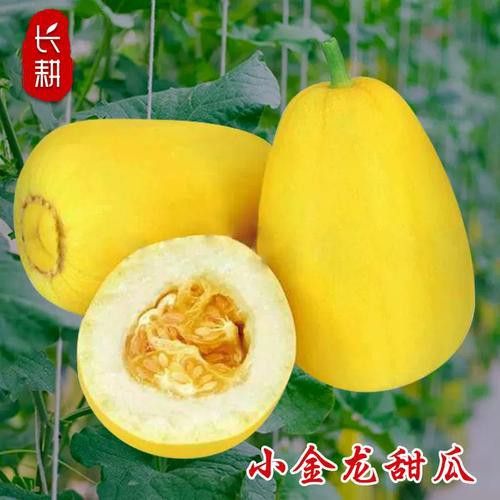 純種金龍魚和雜交金龍魚 純種金龍魚和雜交金龍魚 龍魚百科 第9張