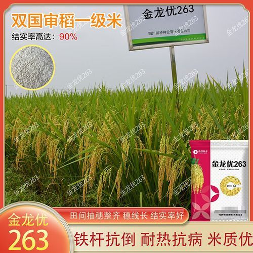 純種金龍魚和雜交金龍魚 純種金龍魚和雜交金龍魚 龍魚百科 第11張