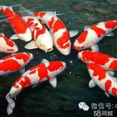龍魚批發基地（中國最大龍魚批發市場是廣州花地越和花鳥魚蟲市場）