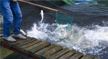 龍魚批發基地（中國最大龍魚批發市場是廣州花地越和花鳥魚蟲市場）