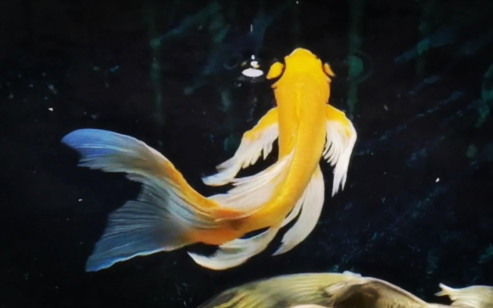 龍鳳魚和金魚哪個(gè)更有收藏價(jià)值？ 龍鳳魚和金魚哪個(gè)更有收藏價(jià)值？ 龍魚百科 第2張