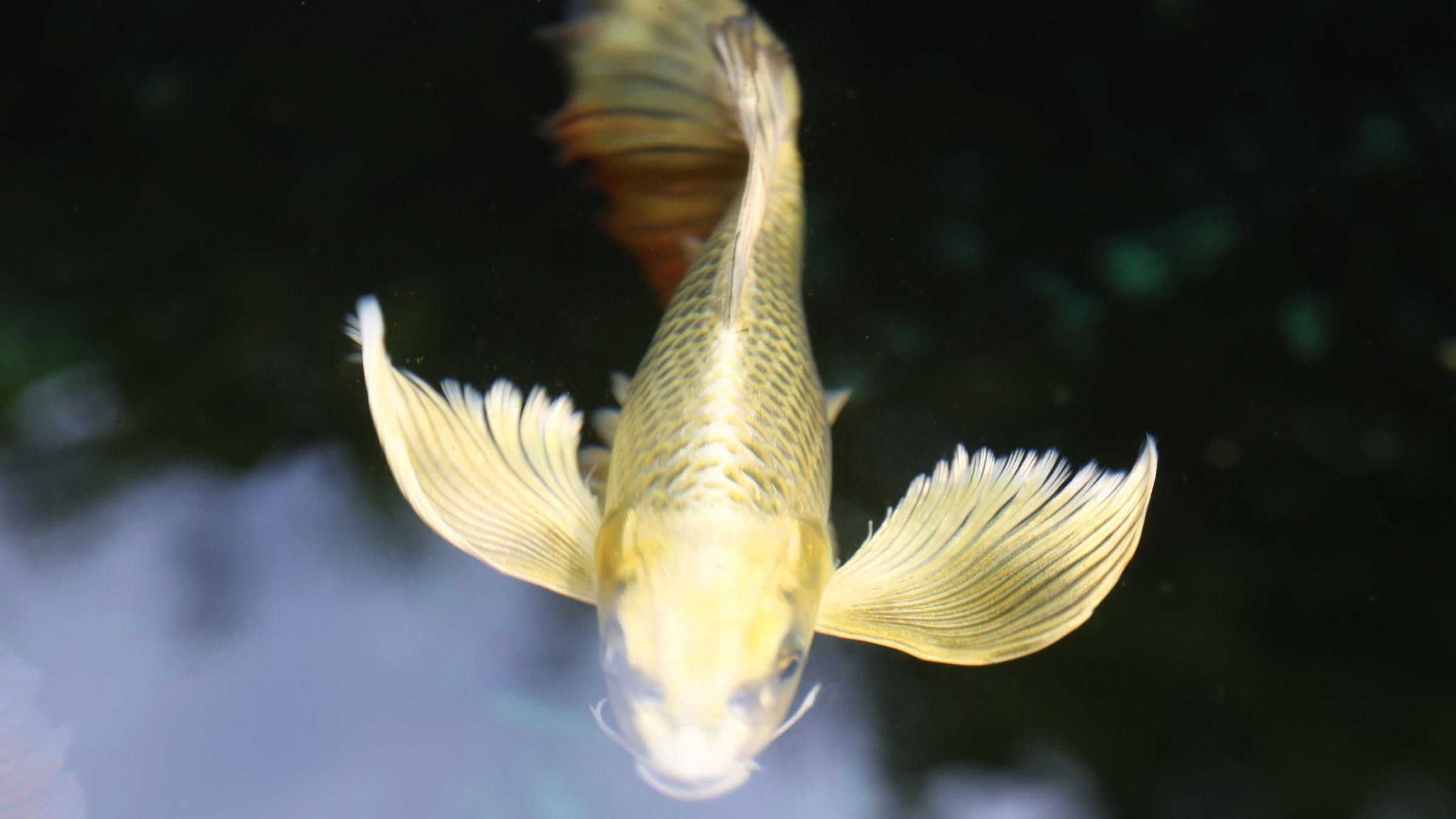 龍鳳魚和金魚哪個(gè)更有收藏價(jià)值？ 龍鳳魚和金魚哪個(gè)更有收藏價(jià)值？ 龍魚百科 第1張