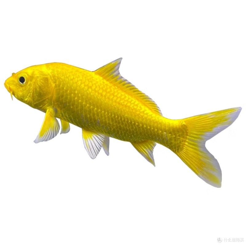 龍鳳魚和金魚哪個(gè)更有收藏價(jià)值？ 龍鳳魚和金魚哪個(gè)更有收藏價(jià)值？ 龍魚百科 第7張