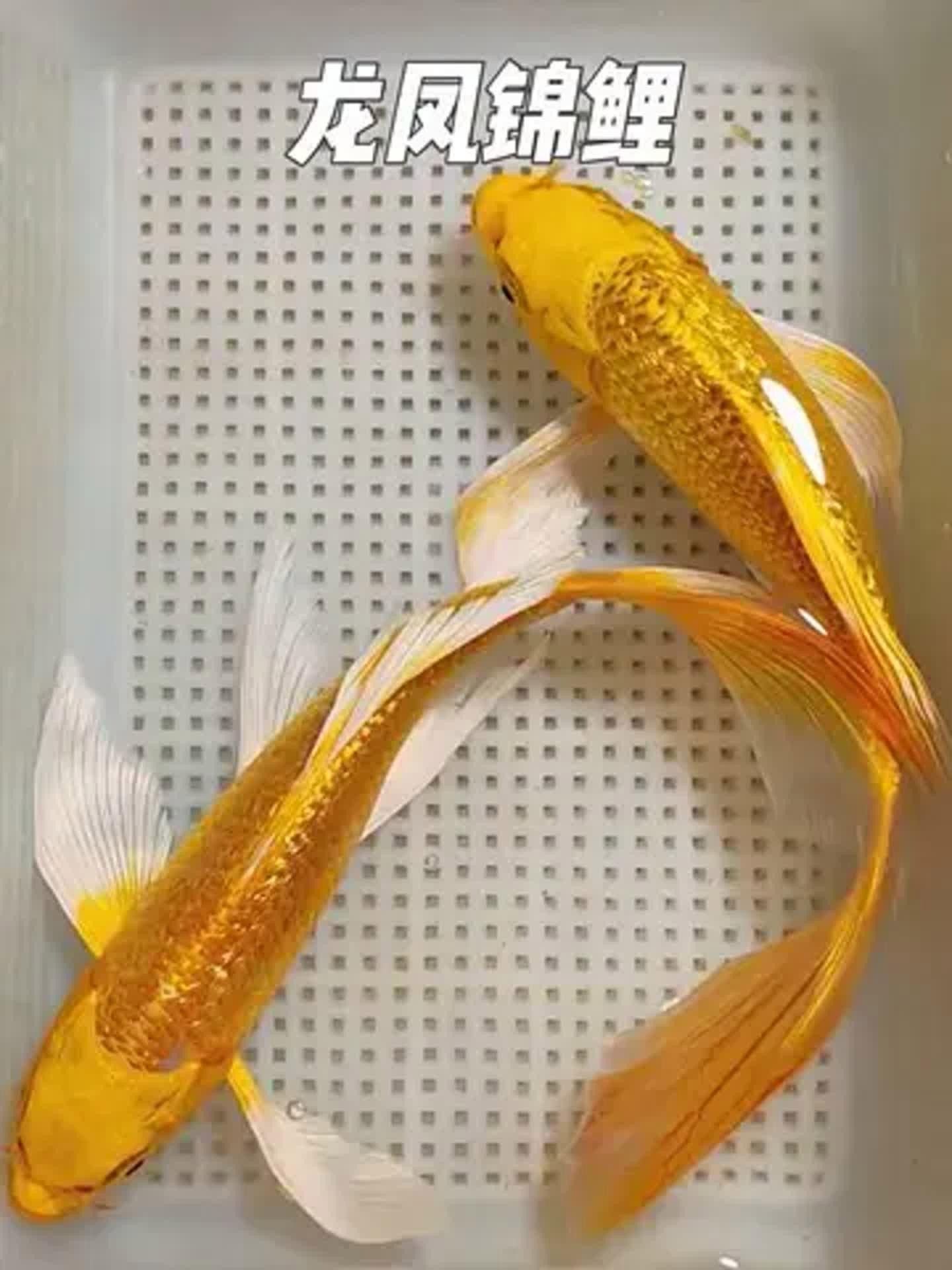 龍鳳魚和金魚哪個(gè)更有收藏價(jià)值？ 龍鳳魚和金魚哪個(gè)更有收藏價(jià)值？ 龍魚百科 第5張