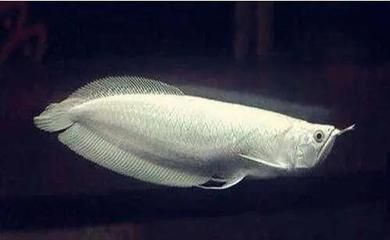 描寫銀龍魚的外貌作文（銀龍魚的家常做法每次做家人都搶著吃）