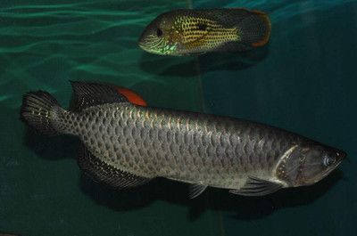 龍魚換水需要放些什么嗎：給龍魚換水用什么鹽好龍魚換水用什么鹽好 龍魚換水需要放些什么嗎：給龍魚換水用什么鹽好龍魚換水用什么鹽好 龍魚百科 第5張