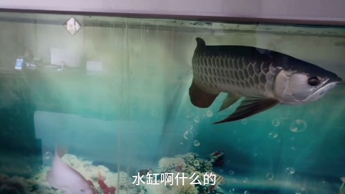 龍魚吃不吃羅非魚（龍魚可以吃小羅非魚嗎）