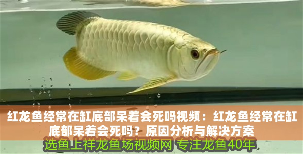 紅龍魚經常在缸底部呆著會死嗎視頻：紅龍魚經常在缸底部呆著會死嗎？原因分析與解決方案 紅龍魚經常在缸底部呆著會死嗎視頻：紅龍魚經常在缸底部呆著會死嗎？原因分析與解決方案 龍魚百科 第1張