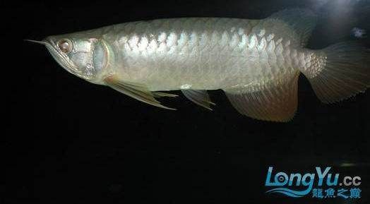 金龍魚不愛游動是怎么回事：金龍魚不愛游動可能有多種原因