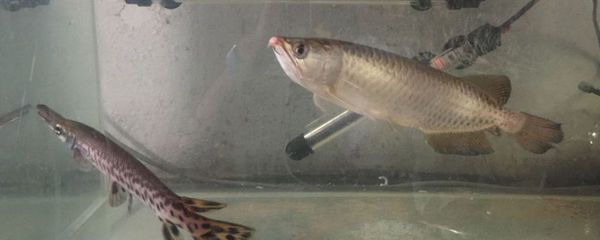 水中燈到底對(duì)龍魚(yú)掉眼有影響嗎：水中燈對(duì)龍魚(yú)掉眼有影響嗎，水中燈對(duì)龍魚(yú)掉眼有影響