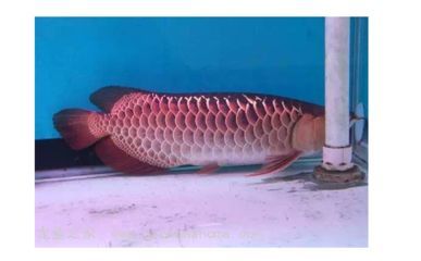 龍魚疾病的預防和治療視頻播放：龍魚疾病的預防與治療方法