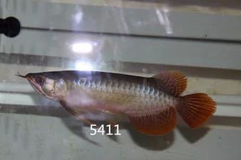 龍魚等級區分圖解：龍魚的等級區分