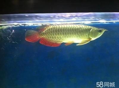 龍魚怎么養寬身短身的（如何飼養寬身短身的龍魚） 龍魚怎么養寬身短身的（如何飼養寬身短身的龍魚） 龍魚百科 第2張