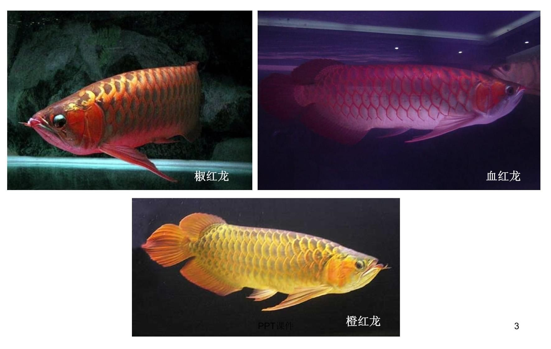 龍魚ppt(《龍魚養(yǎng)殖與鑒賞》) 龍魚百科 第2張 龍魚ppt(《龍魚養(yǎng)殖與鑒賞》) 龍魚ppt(《龍魚養(yǎng)殖與鑒賞》) 龍魚百科 第2張