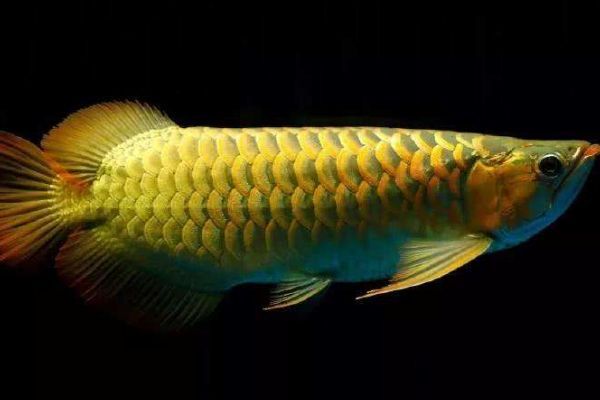 養銀龍魚一天喂幾次食啊好嗎：養銀龍魚一天喂幾次食 養銀龍魚一天喂幾次食啊好嗎：養銀龍魚一天喂幾次食 龍魚百科 第3張