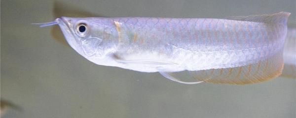 養銀龍魚一天喂幾次食啊好嗎:養銀龍魚一天喂幾次食 龍魚百科 第2張 養銀龍魚一天喂幾次食啊好嗎:養銀龍魚一天喂幾次食 養銀龍魚一天喂幾次食啊好嗎:養銀龍魚一天喂幾次食 龍魚百科 第2張