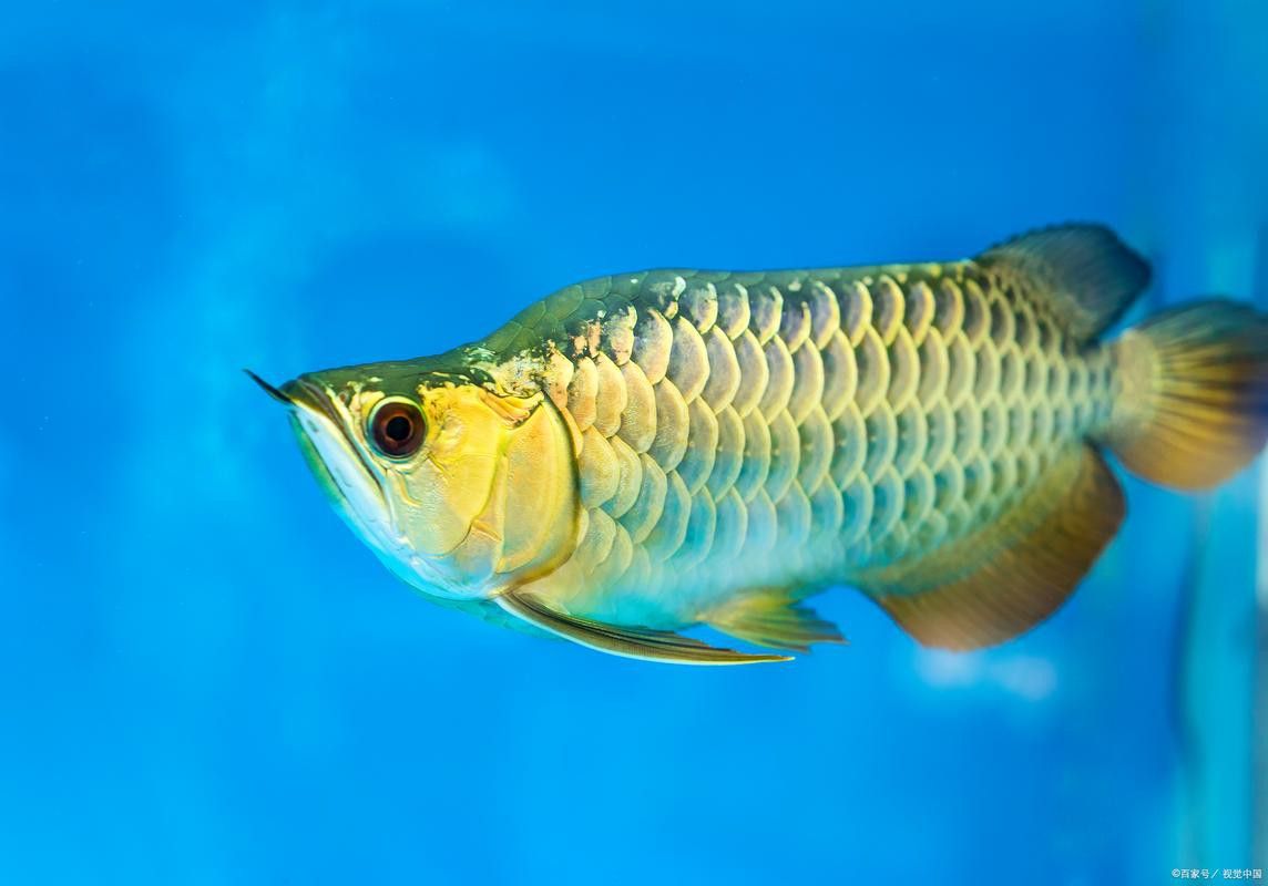 推薦一些拍攝金龍魚的高清圖片資源