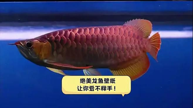 推薦一些拍攝金龍魚的高清圖片資源