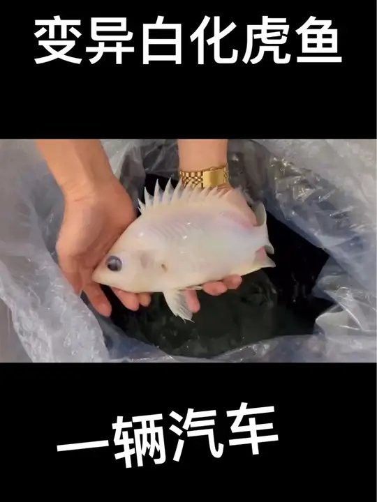 白化虎紋恐龍魚