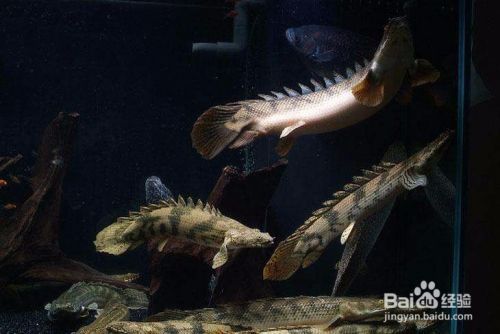 虎紋恐龍魚需要打氧嗎（虎紋恐龍魚光照需求詳解虎紋恐龍魚光照需求詳解） 虎紋恐龍魚需要打氧嗎（虎紋恐龍魚光照需求詳解虎紋恐龍魚光照需求詳解） 龍魚百科 第1張