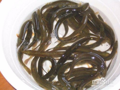 虎紋恐龍魚需要打氧嗎（虎紋恐龍魚光照需求詳解虎紋恐龍魚光照需求詳解） 虎紋恐龍魚需要打氧嗎（虎紋恐龍魚光照需求詳解虎紋恐龍魚光照需求詳解） 龍魚百科 第5張