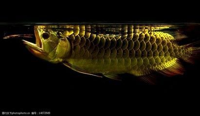 金龍魚側(cè)燈位置擺放：養(yǎng)金龍魚燈光的正確擺放位置對(duì)金龍魚的健康和美觀有著重要的影響