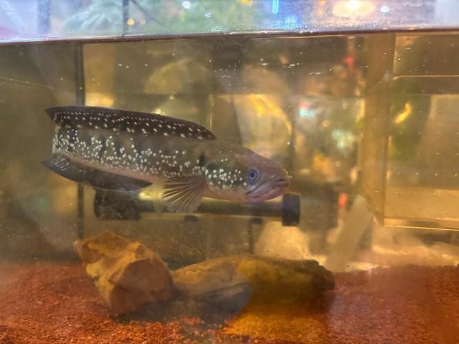 可以混養(yǎng)的雷龍魚(yú)圖片