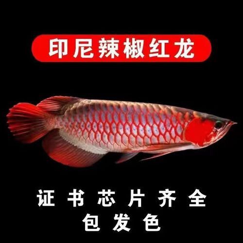 紅背金龍魚的價格范圍是多少？