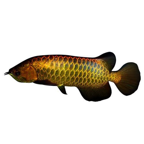 紅背金龍魚的價格范圍是多少？