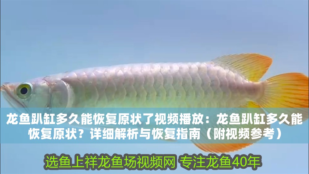 龍魚趴缸多久能恢復(fù)原狀了視頻播放：龍魚趴缸多久能恢復(fù)原狀？詳細(xì)解析與恢復(fù)指南（附視頻參考）