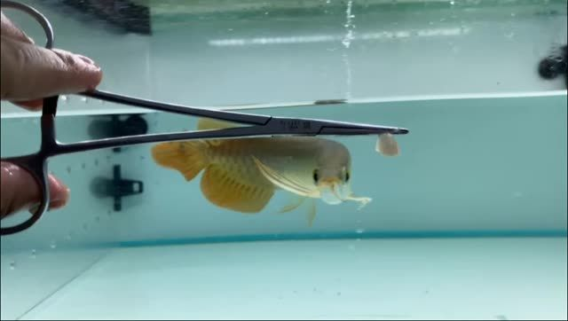 紅龍魚品牌推薦 紅龍魚品牌推薦 龍魚百科 第3張