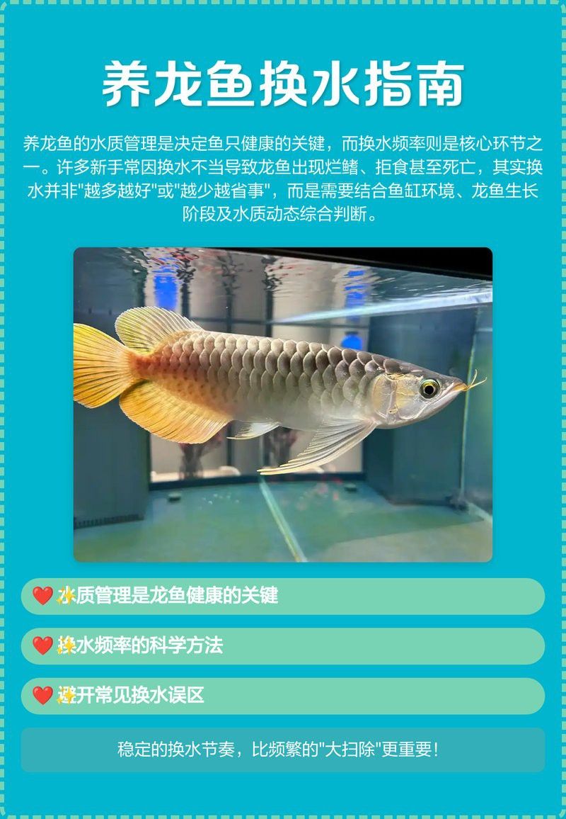 龍魚鰓蓋穿孔后需要多久換一次水？ 龍魚鰓蓋穿孔后需要多久換一次水？ 龍魚百科 第1張