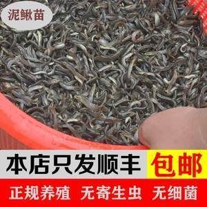 龍魚喂什么飼料魚不吃食物：龍魚不吃食物怎么辦
