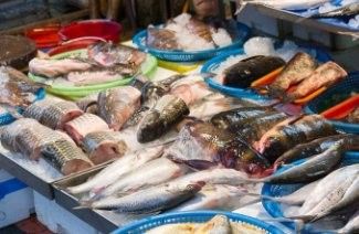 龍魚批發基地在哪里進貨 龍魚批發基地在哪里進貨 龍魚百科 第4張