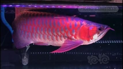 龍魚十大漁場排名榜最新（龍魚十大漁場排名最新，馬來西亞祥龍魚漁場排名榜最新）