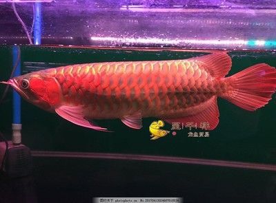 龍魚十大漁場排名榜最新（龍魚十大漁場排名最新，馬來西亞祥龍魚漁場排名榜最新）