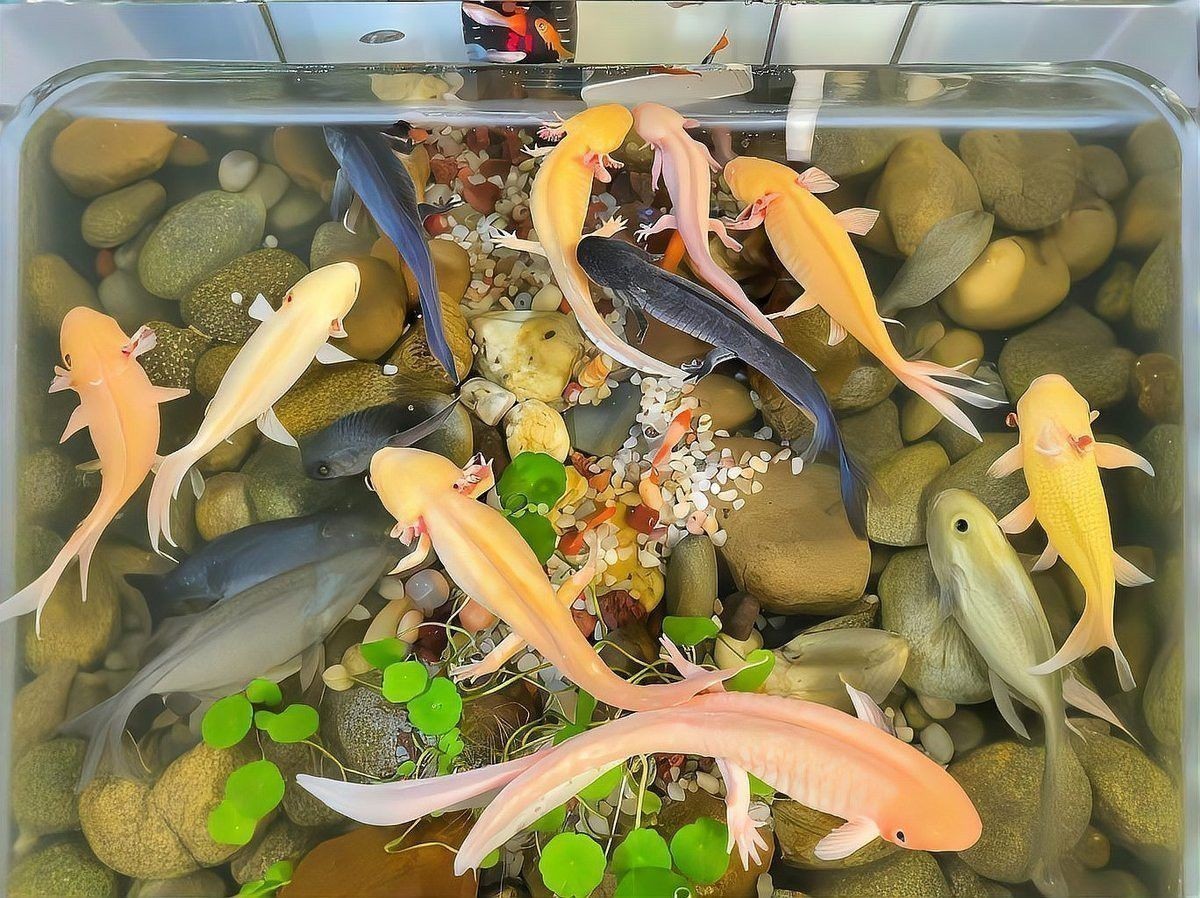 六角龍魚腿爛了怎么辦圖片大全 六角龍魚腿爛了怎么辦圖片大全 龍魚百科 第6張