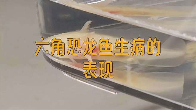 六角龍魚腿爛了怎么辦圖片大全 六角龍魚腿爛了怎么辦圖片大全 龍魚百科 第5張