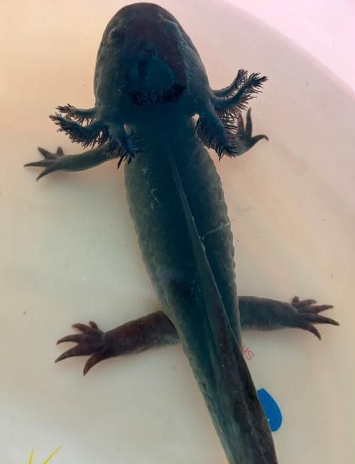 六角龍魚腿爛了怎么辦圖片大全 六角龍魚腿爛了怎么辦圖片大全 龍魚百科 第9張
