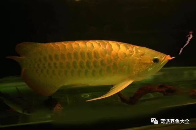 金龍魚什么品種好【金龍魚什么品種好金龍魚什么品種好】