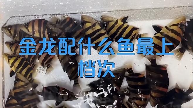金頭龍魚的最佳混養伙伴有哪些？