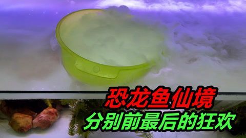 恐龍魚不進食什么原因（如何判斷恐龍魚生病）