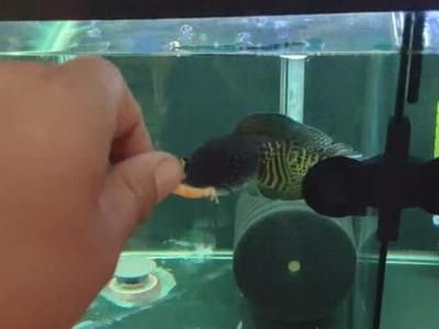 雷龍可以和金龍魚混養(yǎng)嗎：雷龍和金龍魚可以混養(yǎng)但需要注意幾個關(guān)鍵因素以確保兩種魚類和諧共存