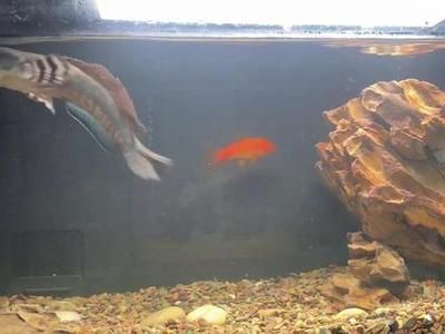 雷龍可以和金龍魚混養(yǎng)嗎：雷龍和金龍魚可以混養(yǎng)但需要注意幾個關(guān)鍵因素以確保兩種魚類和諧共存