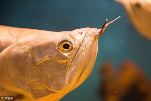 龍魚鰓蓋再生后會有疤痕嗎？