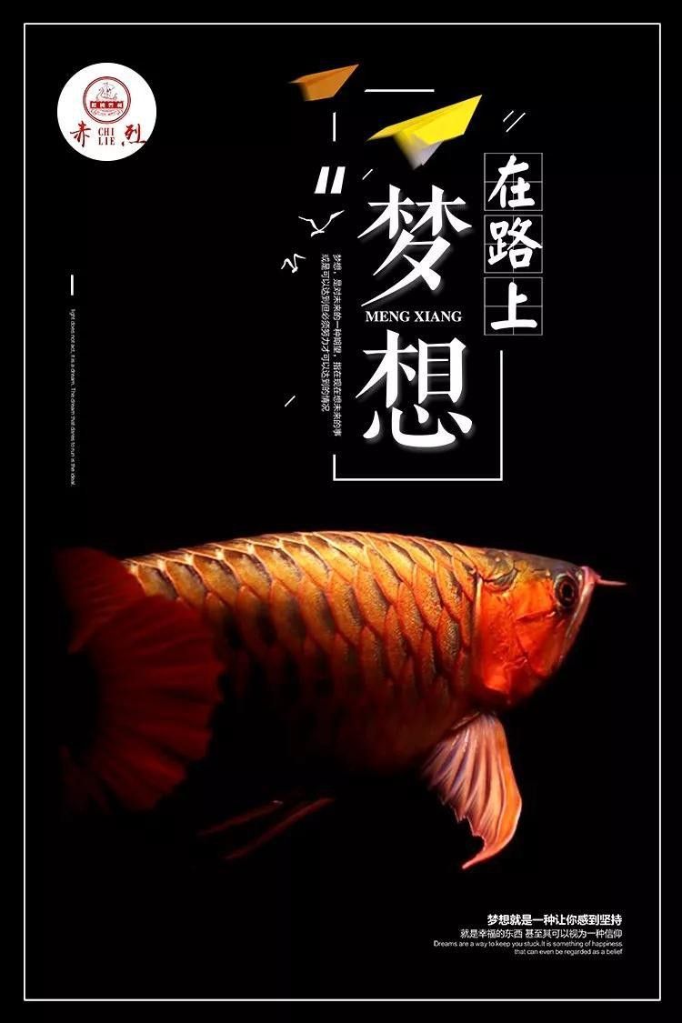 龍魚鰓蓋再生后會有疤痕嗎？