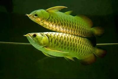 龍魚翻身是什么原因造成的：龍魚翻身是什么原因造成的呢？ 龍魚翻身是什么原因造成的：龍魚翻身是什么原因造成的呢？ 龍魚百科 第2張