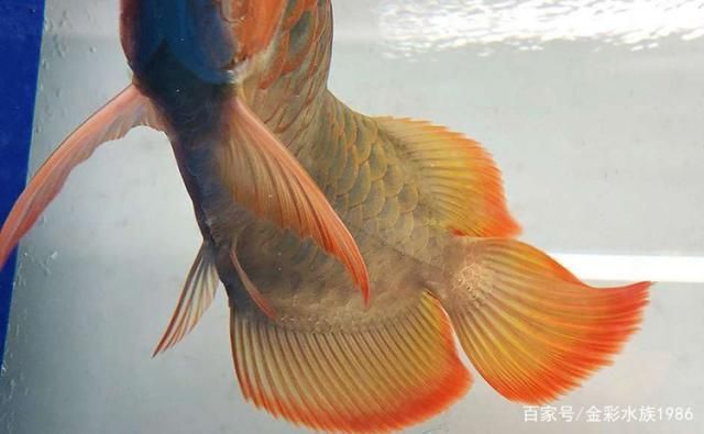 如何判斷紅龍魚健康：判斷紅龍魚是否健康是養(yǎng)好者關(guān)注的重要問題，紅龍魚選購技巧指南