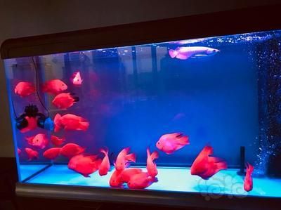 養龍魚必須要用造浪泵：養龍魚必須要用造浪泵嗎？